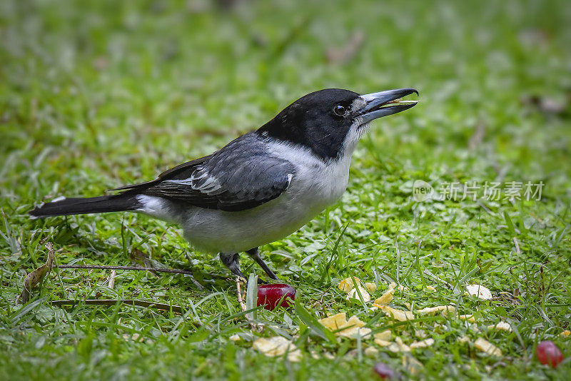 灰伯劳鸟(Cracticus torquatus)